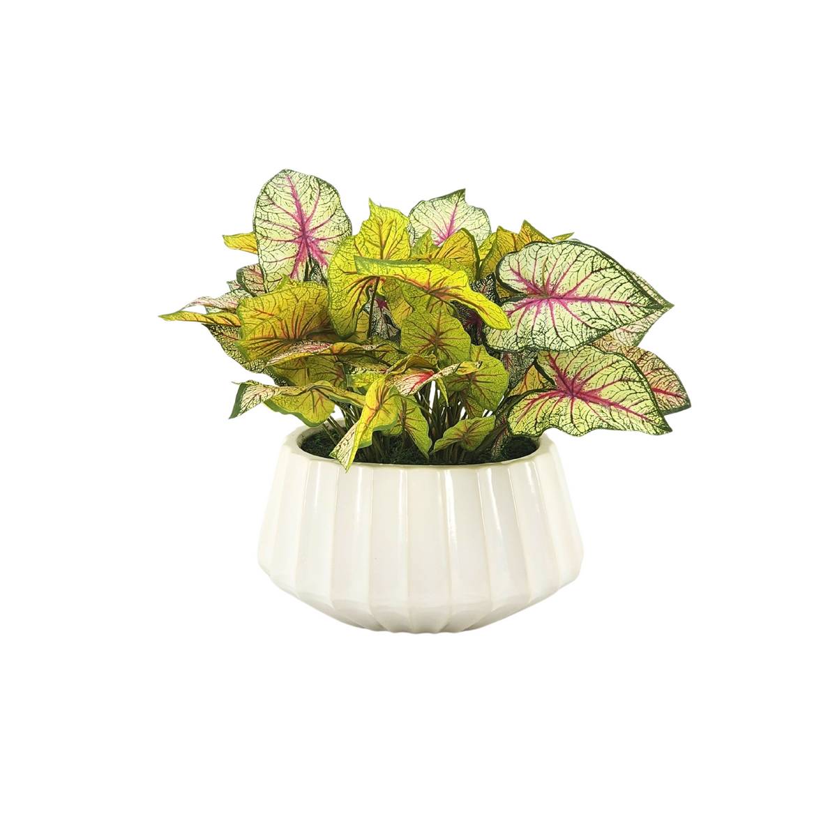 Potted plant with green and pink leaves in a white pot on a white background