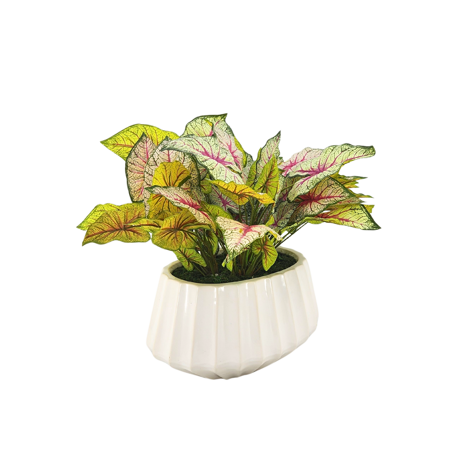 Potted plant with colorful leaves in a white pot on a white background