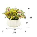 Potted plant with dimensions labeled on a white background