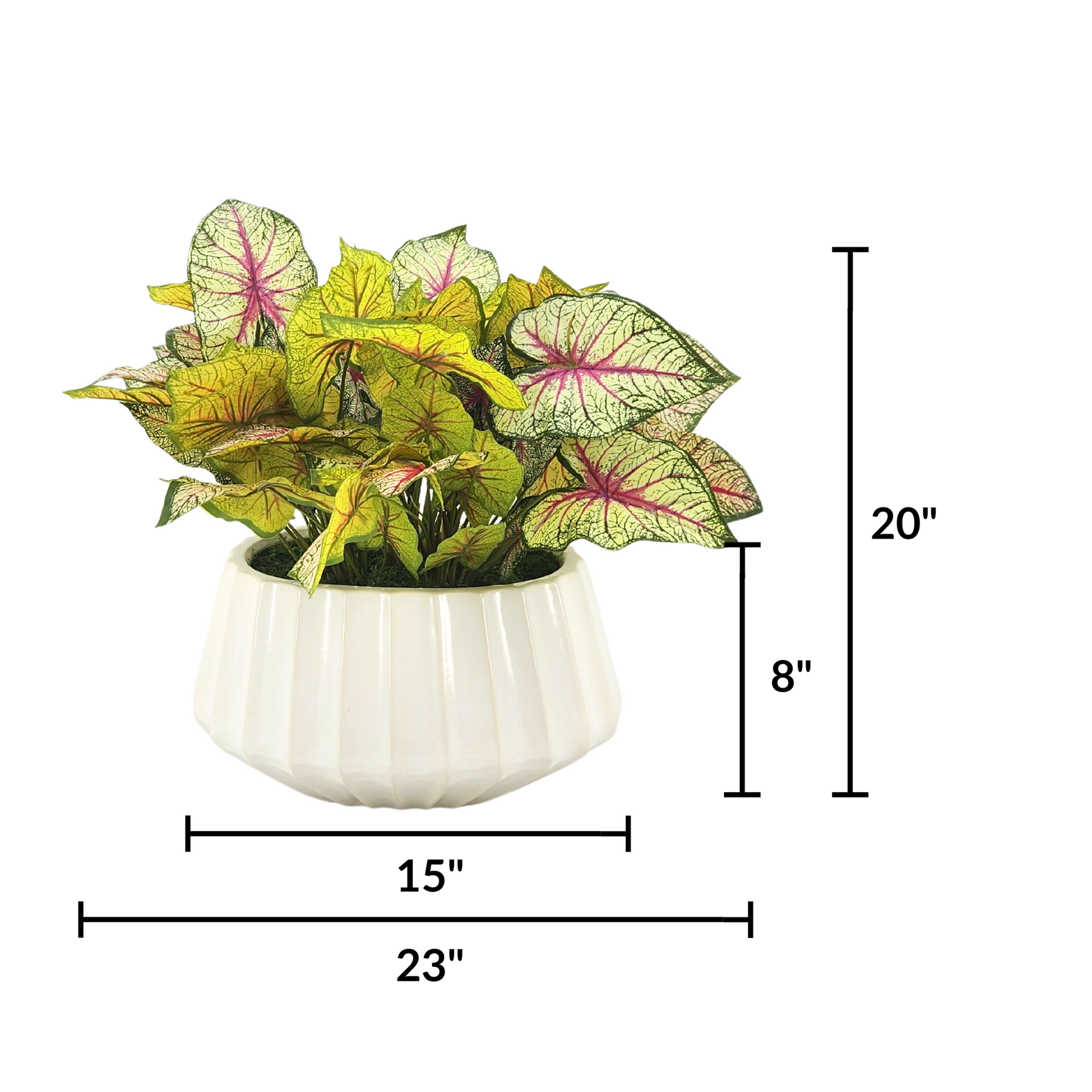 Potted plant with dimensions labeled on a white background