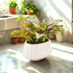 Colorful potted plant on a marble surface with sunlight filtering through