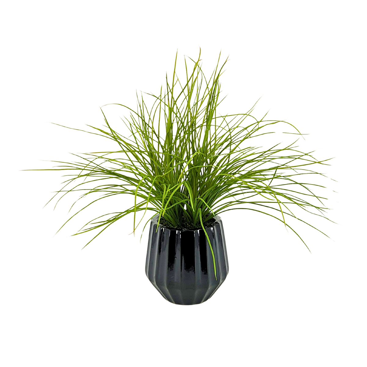Potted plant with green grass-like leaves in a black pot on a white background