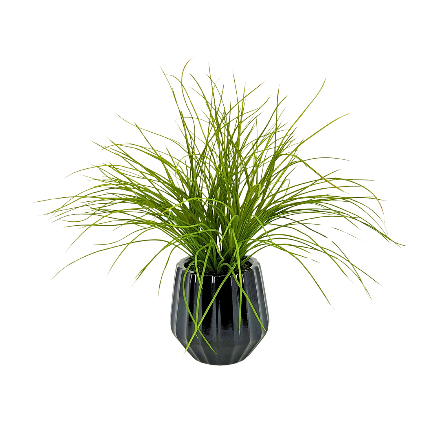 Potted plant with long green leaves in a black pot on a white background