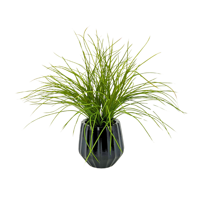Potted plant with long green leaves in a black pot on a white background