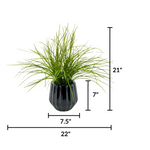 Potted plant with dimensions labeled on a white background