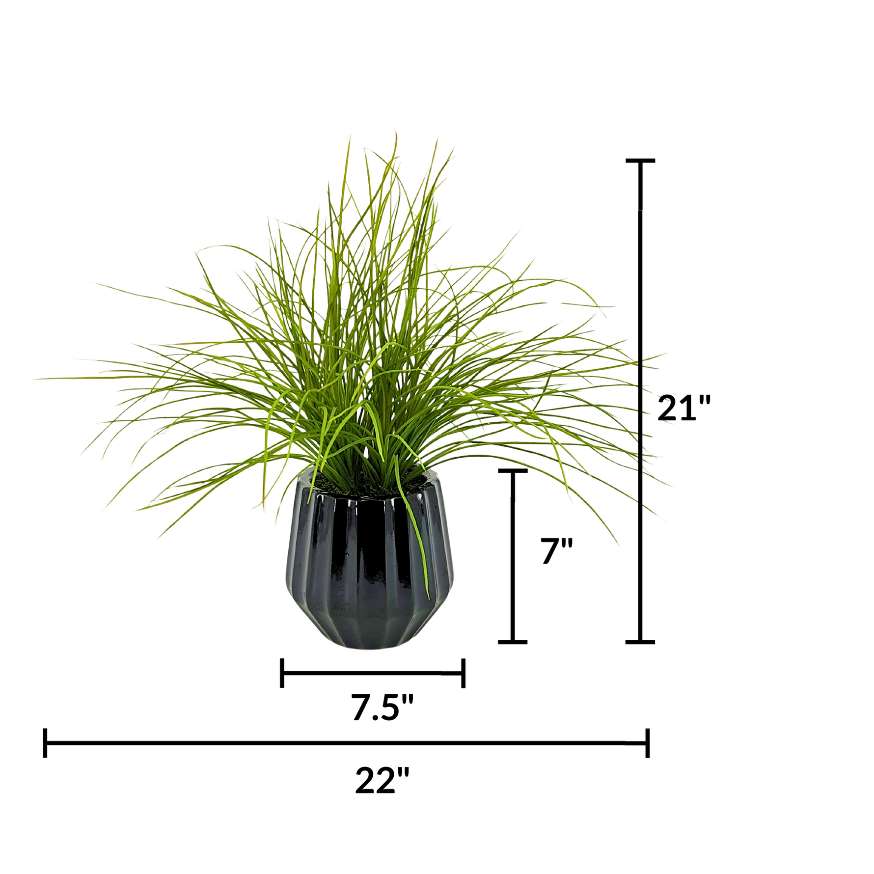 Potted plant with dimensions labeled on a white background