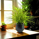 Potted plant on a wooden surface with a window in the background