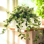Faux Wandering Jew in Glossy White Oval Prism Ceramic by House of Silk Flowers environment