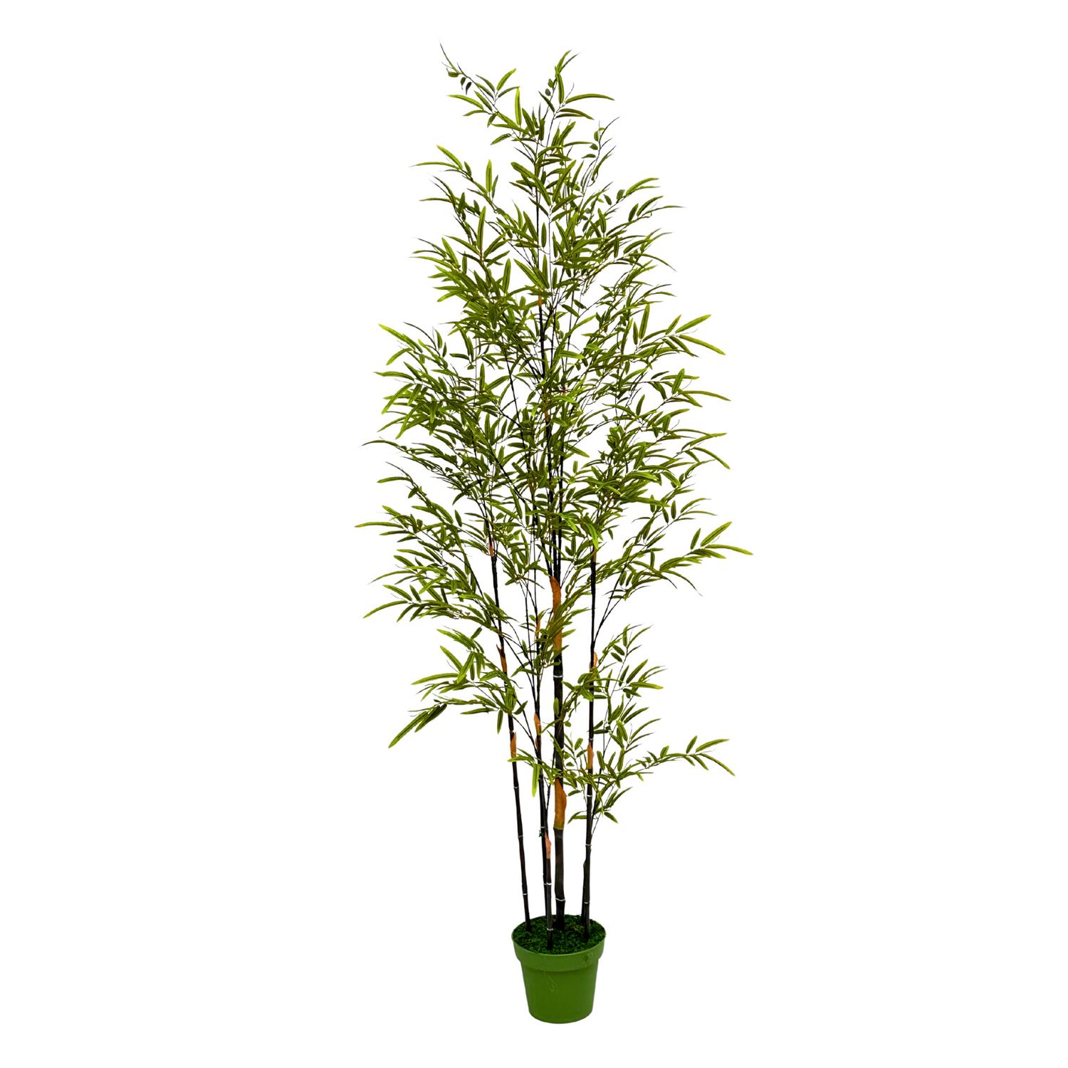 Potted bamboo plant on a white background by House of Silk Flowers