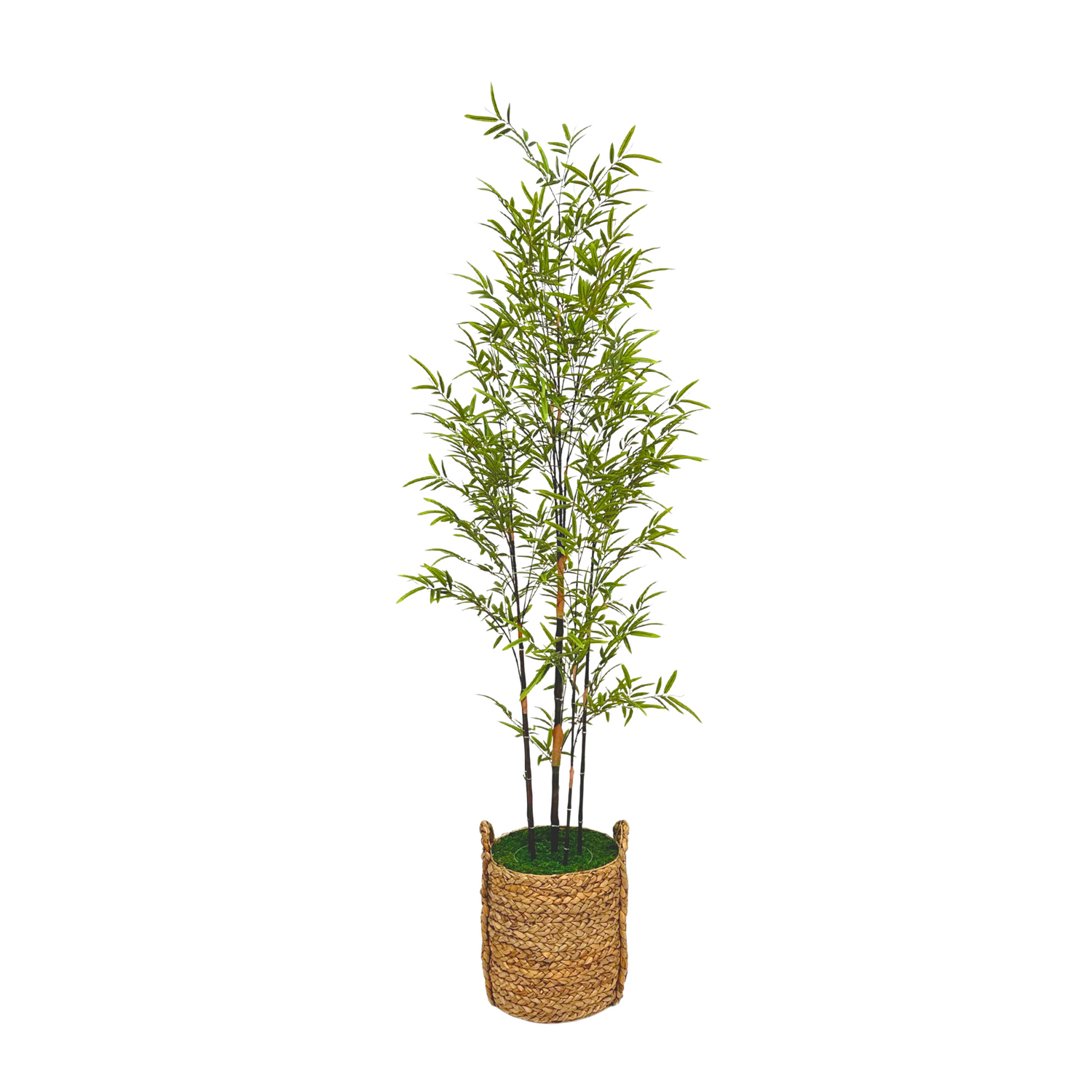 Potted bamboo plant in a woven basket on a white background by House of Silk Flowers