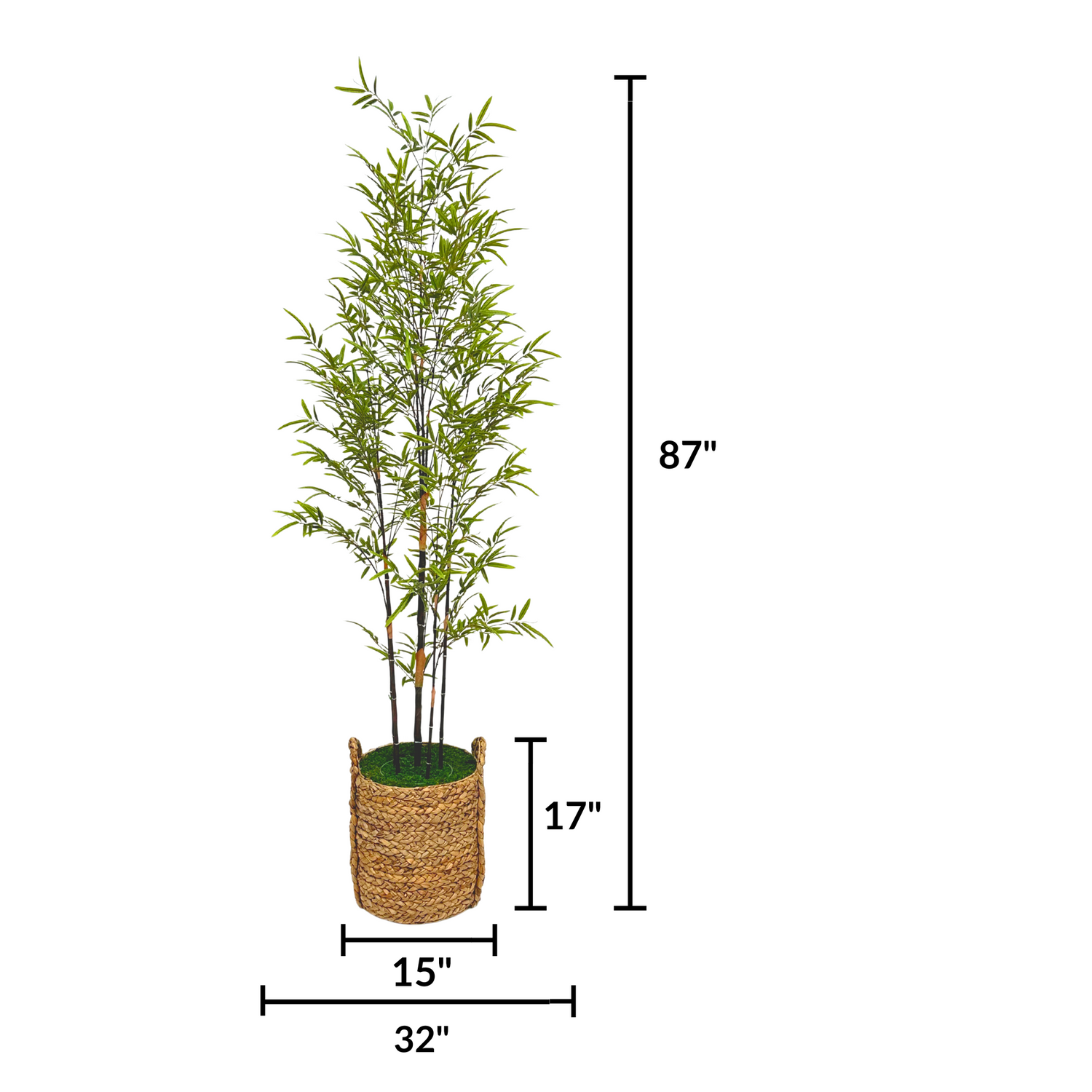 Potted bamboo plant in a woven basket on a white background by House of Silk Flowers measurements