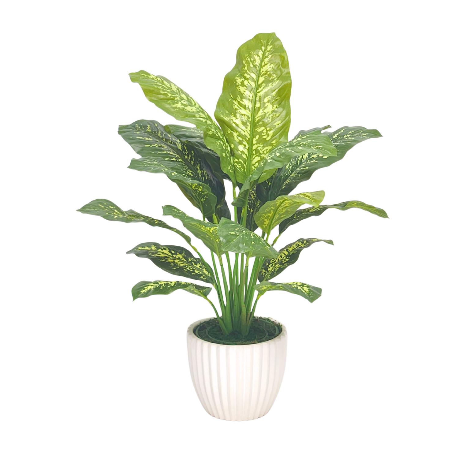Spathphyllum in Glossy White Ceramic by House of Silk Flowers
