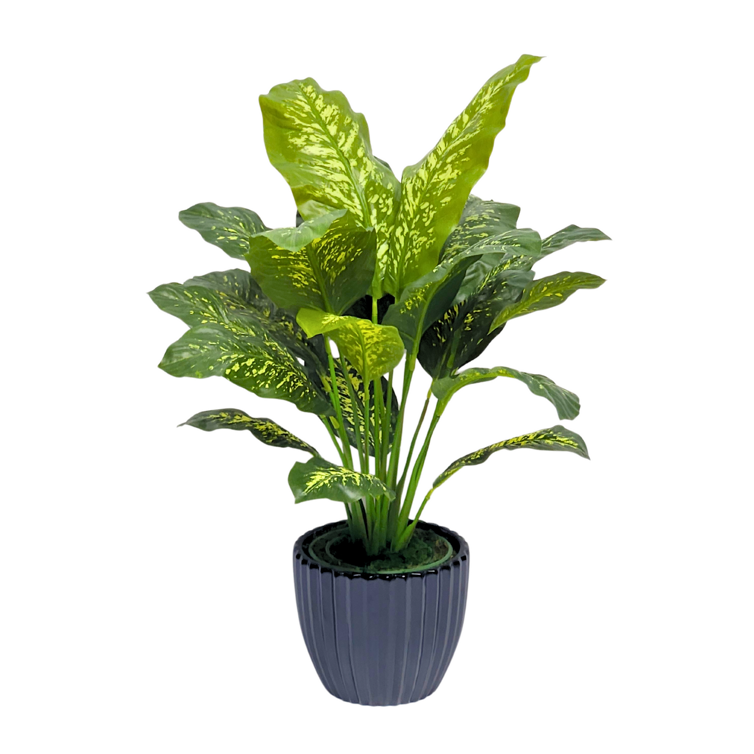 Spathphyllum in Glossy Black Ceramic by House of Silk Flowers