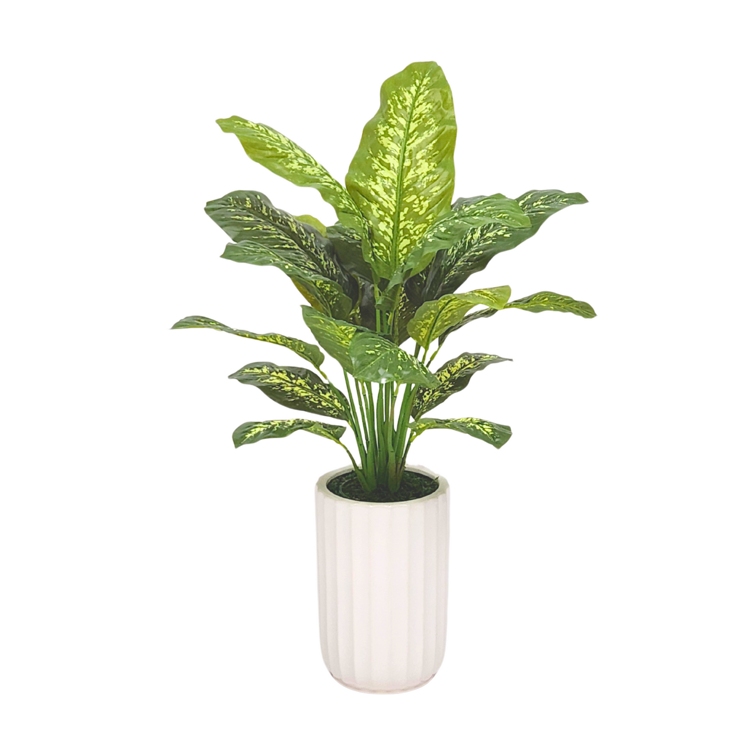 Spathphyllum in GlossyWhite Ceramic Cylinder by House of Silk Flowers