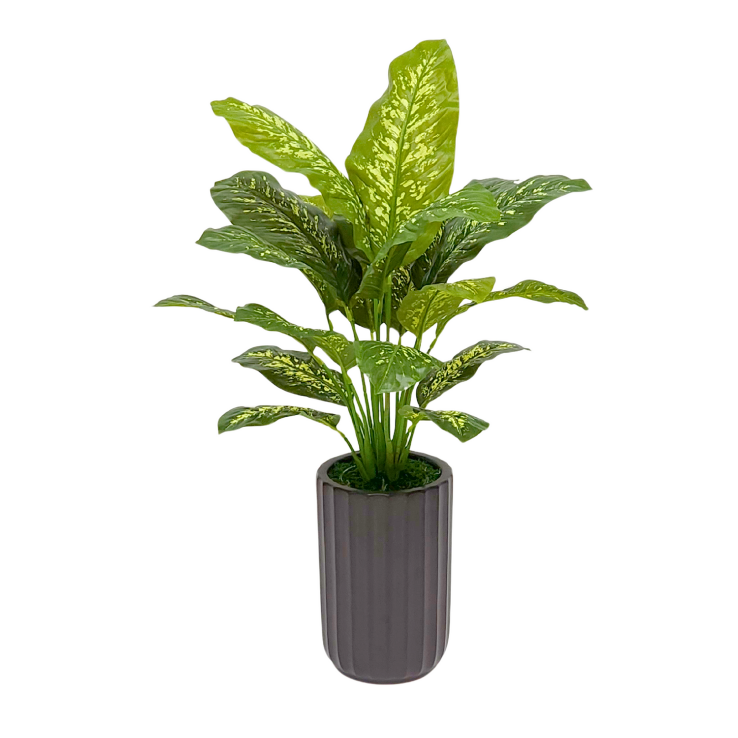 Spathphyllum in Matte Black Ceramic Cylinder by House of Silk Flowers 