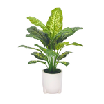 Spathphyllum in Glossy White Ceramic Tripod by House of Silk Flowers 