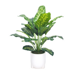 Spathphyllum in Glossy white tripod ceramic by House of Silk Flowers