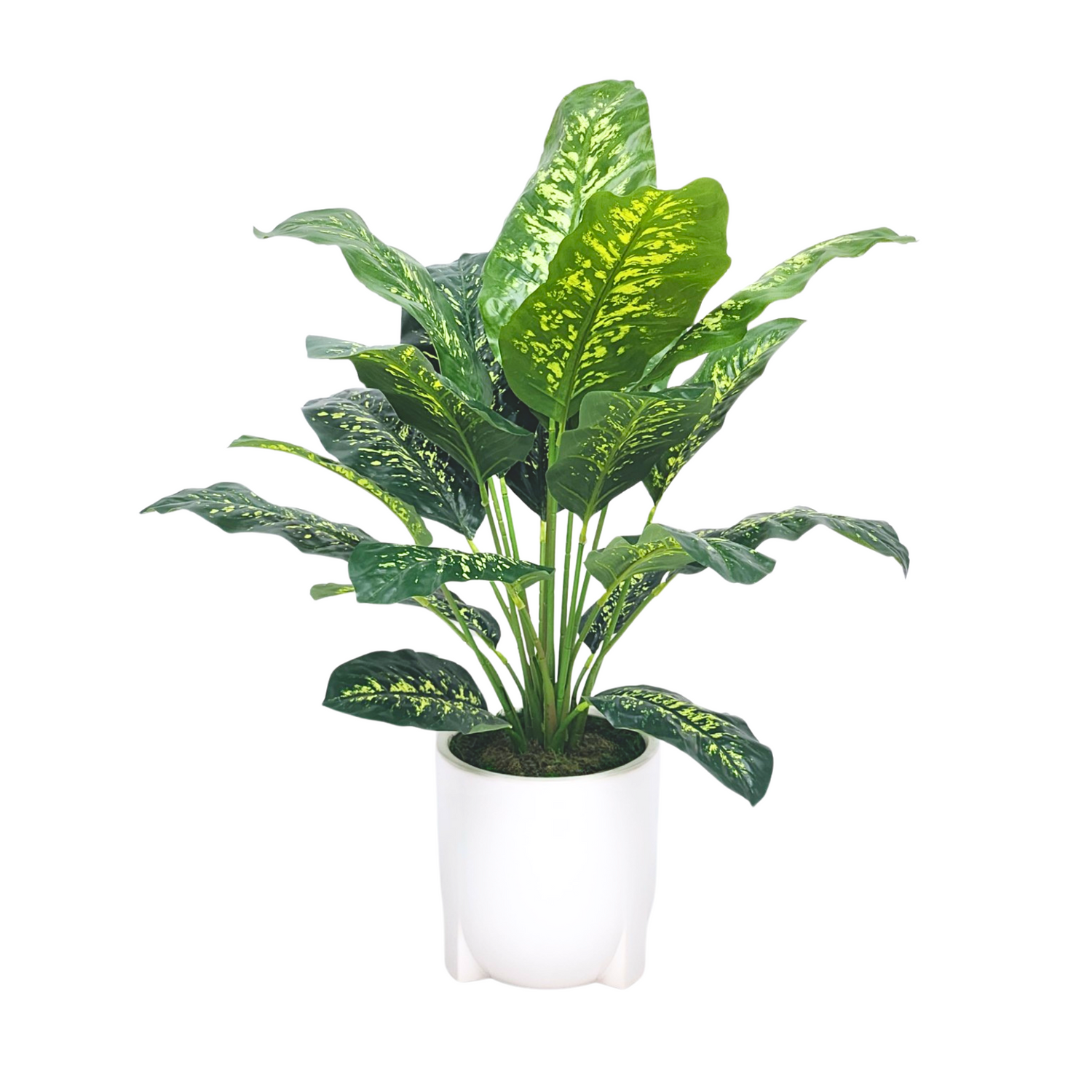 Spathphyllum in Glossy white tripod ceramic by House of Silk Flowers