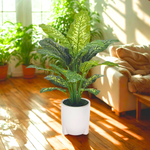 Spathphyllum in Glossy White Ceramic Tripod by House of Silk Flowers environment