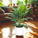 Spathphyllum in glossy white tripod ceramic by House of Silk Flowers