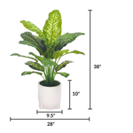 Spathphyllum in Glossy White Ceramic Tripod by House of Silk Flowers measurements