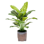 Spathphyllum in Snow Black Ceramic Tripod by House of Silk Flowers 