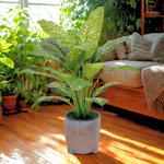 Spathphyllum in Snow Black Ceramic Tripod by House of Silk Flowers environment
