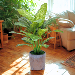 Spathphyllum in Snow Black Tripod Ceramic by House of Silk Flowers environment