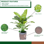 Spathphyllum in Snow Black Tripod Ceramic by House of Silk Flowers product features