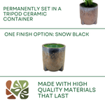 Spathphyllum in Snow Black Ceramic Tripod by House of Silk Flowers options