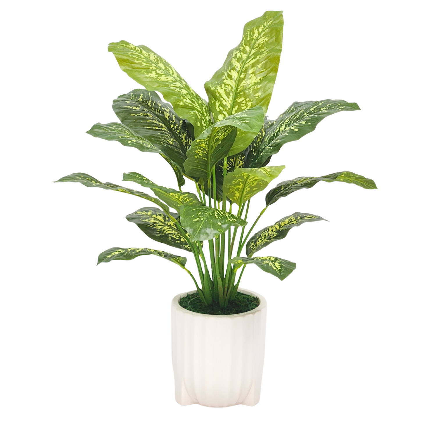 Spathphyllum in Glossy White Ribbed Ceramic Tripod by House of Silk Flowers 