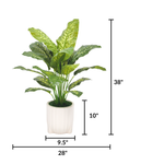 Spathphyllum in Glossy White Ribbed Ceramic Tripod by House of Silk Flowers measurements