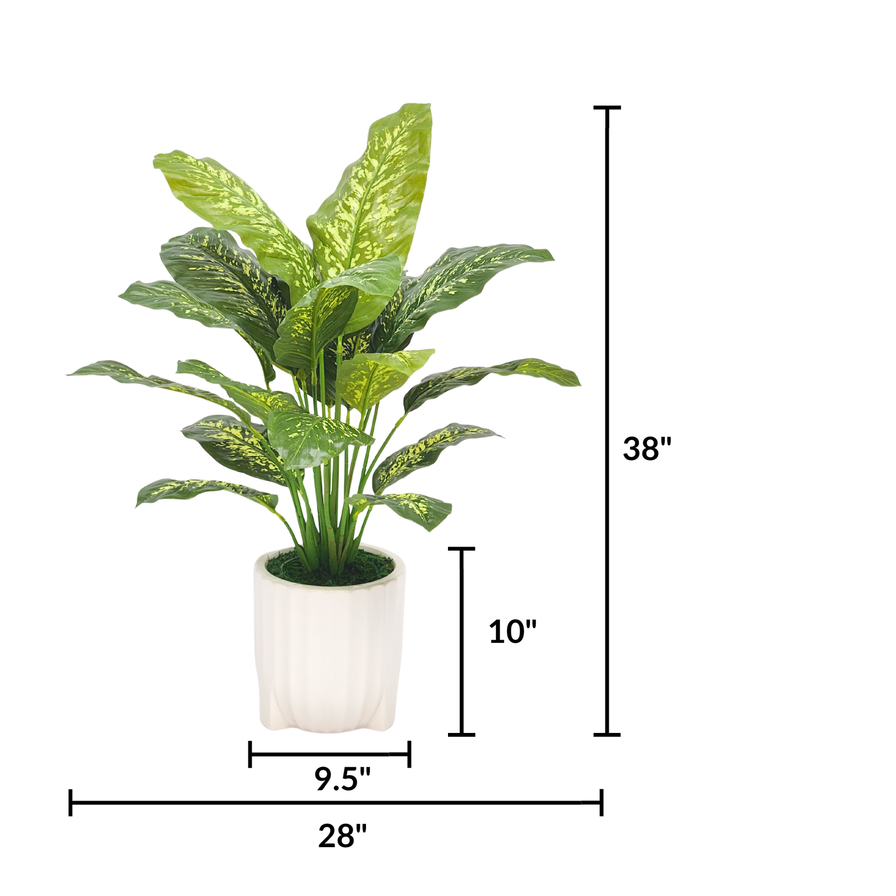 Spathphyllum in Glossy White Ribbed Ceramic Tripod by House of Silk Flowers measurements