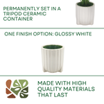 Spathphyllum in Glossy White Ribbed Ceramic Tripod by House of Silk Flowers options