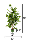 4FT Faux Ficus in green nursery pot  with measurements by House of Silk Flowers