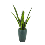 Faux 30" variegated snake plant in gator green planter against a white background, by House of Silk Flowers.