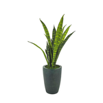 Faux 25" variegated snake plant in gator green planter against a white background, by House of Silk Flowers.