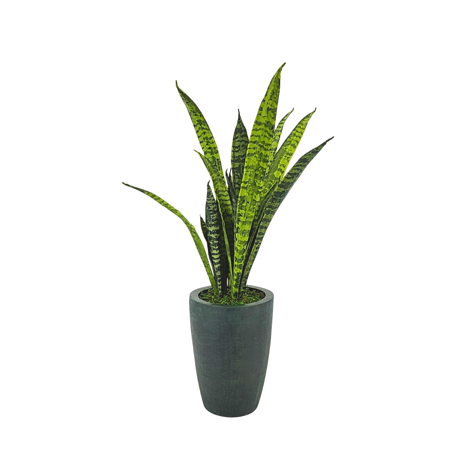 Faux 25" variegated snake plant in gator green planter against a white background, by House of Silk Flowers.