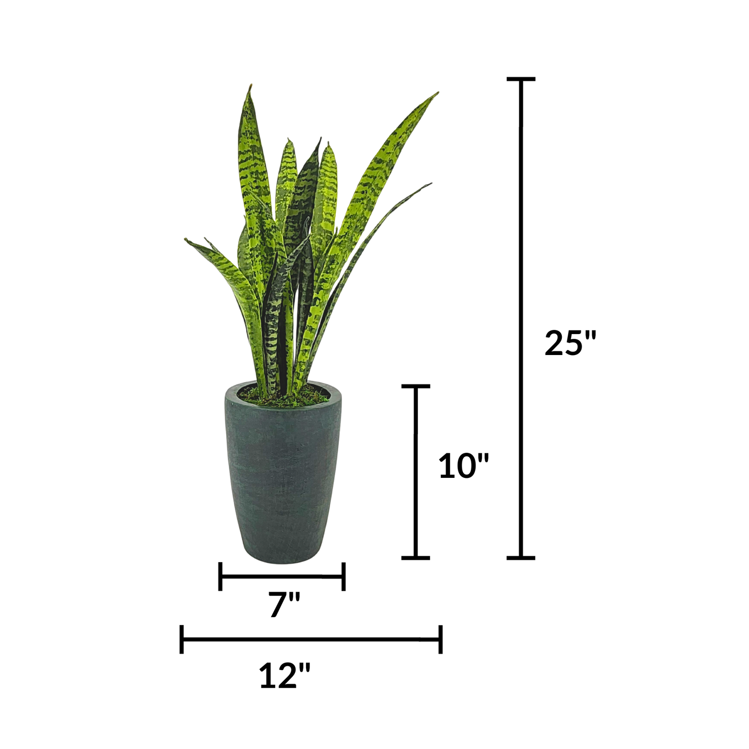 Faux 25" variegated snake plant in gator green planter against a white background, featuring measurements, by House of Silk Flowers.