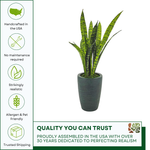 Faux variegated snake plant in gator green planter against a white background, featuring quality assurances, by House of Silk Flowers.