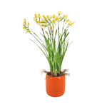 Faux narcissus arrangement in glossy orange ceramic against a white background, by House of Silk Flowers.