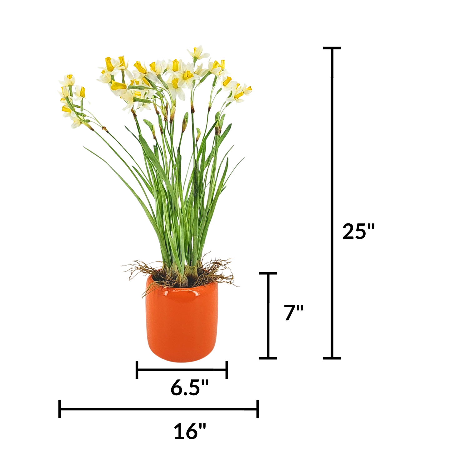 Faux narcissus arrangement in glossy orange ceramic against a white background, featuring measurements, by House of Silk Flowers.
