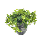 Faux Pothos in grey print pot by House of Silk Flowers