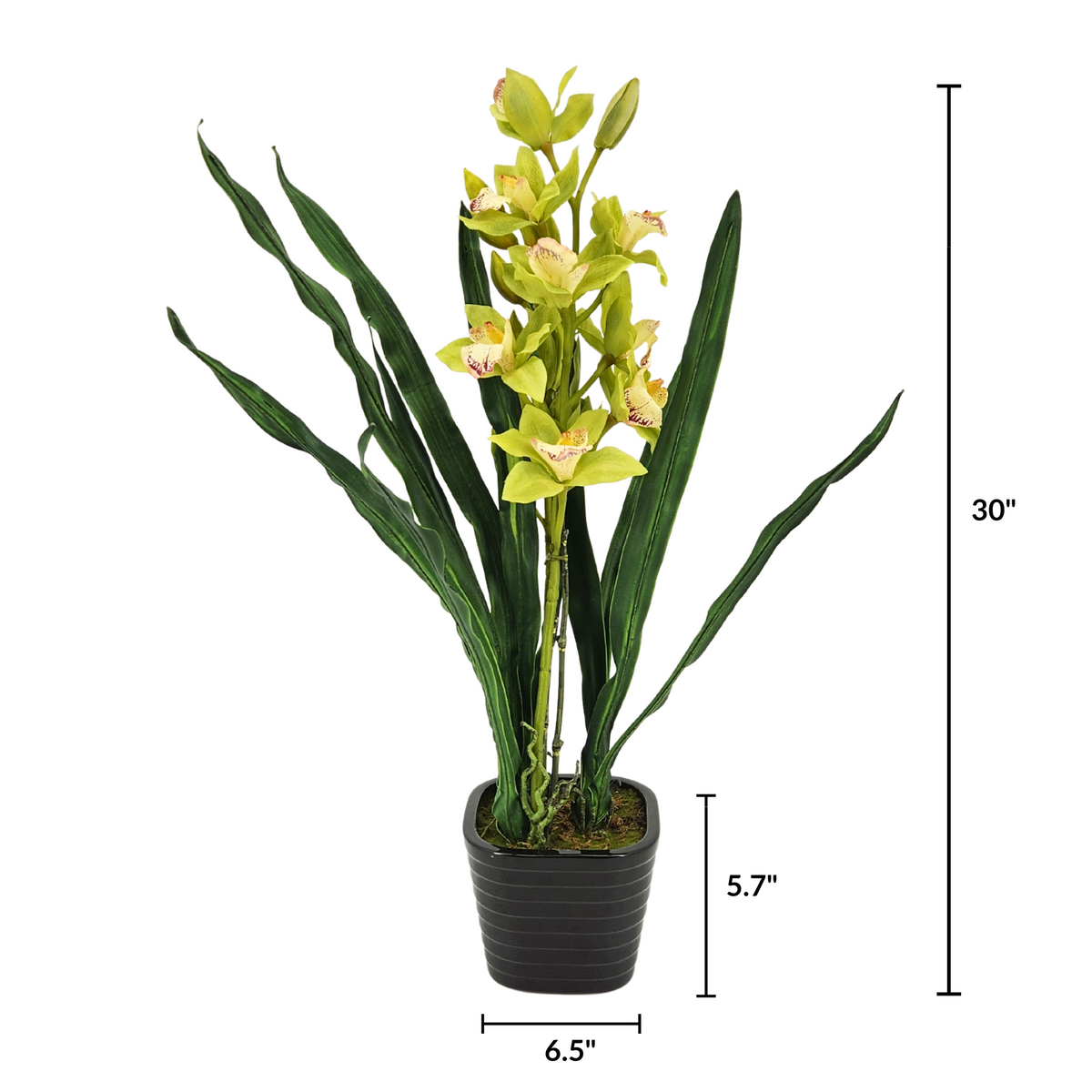 Artificial 30" Double Cymbidium Orchid, Green in Black Ceramic Measurements
