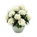 White flowers in a pot on a white background