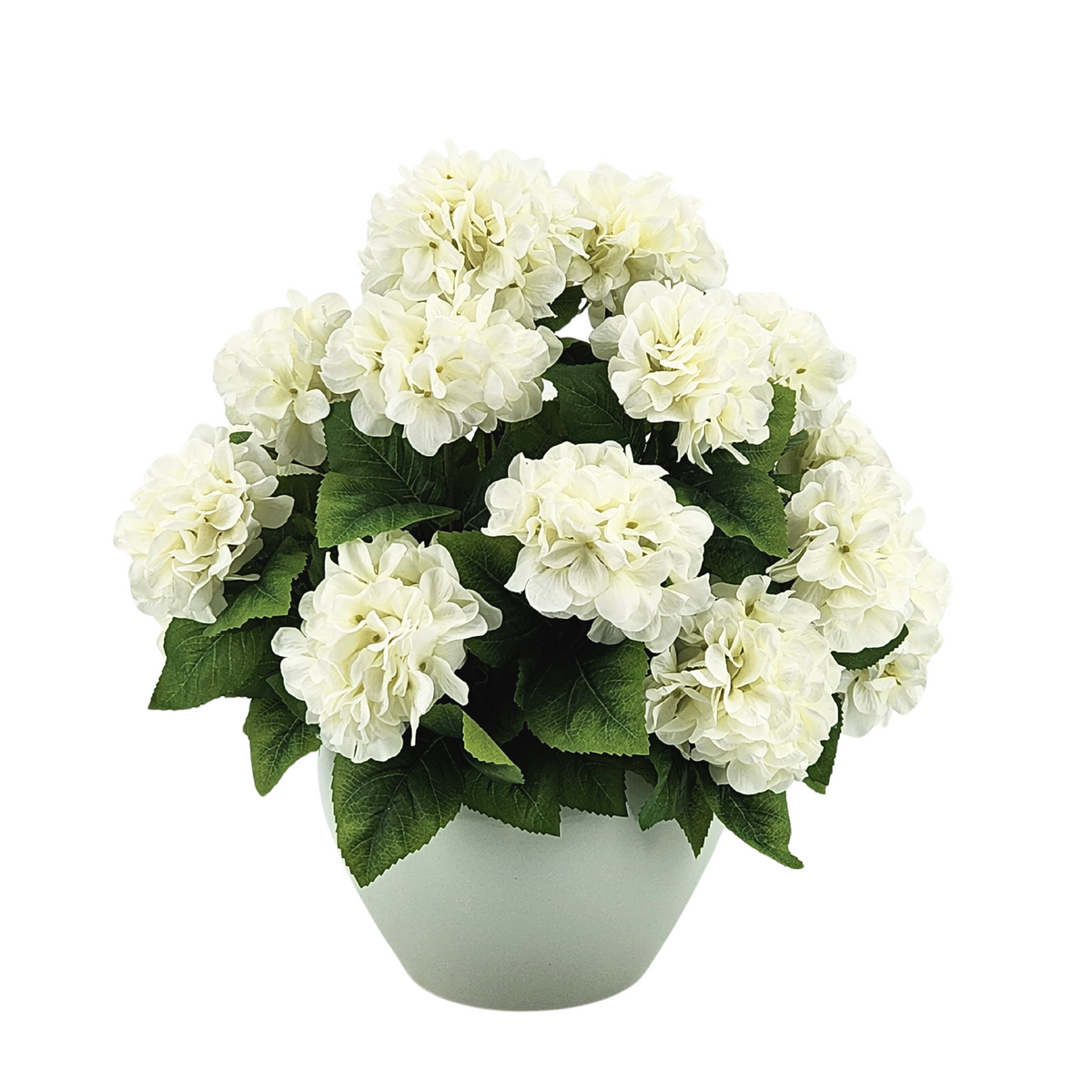 White flowers in a pot on a white background