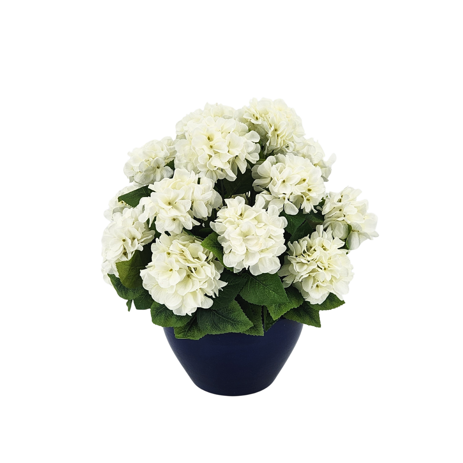 Navy blue pot with white flowers on a white background