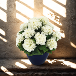 Potted plant with white flowers and green leaves on a textured stone surface