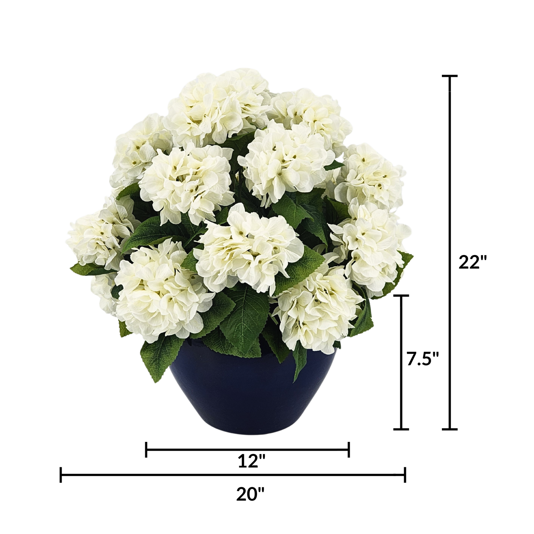 Potted plant with white flowers and green leaves, dimensions labeled on a white background