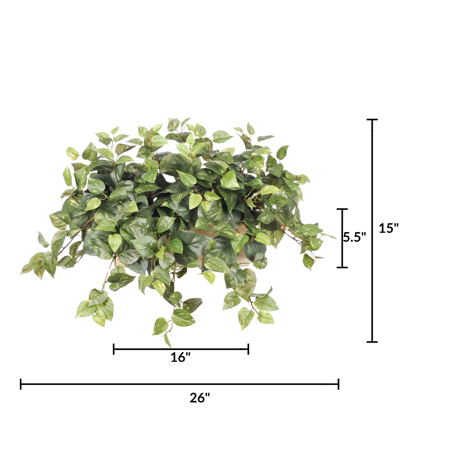 Faux pothos in white-wash wood ledge against a white background, featuring measurements, by House of Silk Flowers.